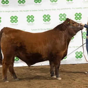 Jessica Hodgetts- Steer "Ferdinand" - Meadowview 4-H Club **NOTE: Bidding on this animal will be by DOLLAR VALUE PER POUND* Quantity is the weight in 