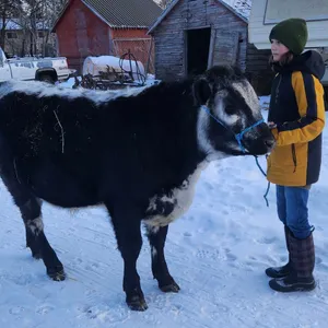 Lily Turner - Steer  "Devon" - Freedom Naples 4-H Club **NOTE: Bidding on this animal will be by DOLLAR VALUE PER POUND* Quantity is the weight in pou