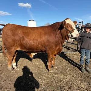 Jake Mahar- Steer "Grug" - Freedom Naples 4-H Club **NOTE: Bidding on this animal will be by DOLLAR VALUE PER POUND* Quantity is the weight in pounds 