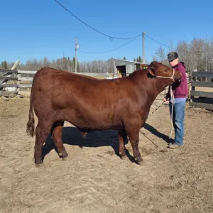 Shelten Grabler- Steer "Allen" - T&M 4-H Club **NOTE: Bidding on this animal will be by DOLLAR VALUE PER POUND* Quantity is the weight in pounds as of