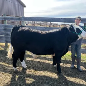 Landon Dekker - Steer "Rip" - Freedom Naples 4-H Club **NOTE: Bidding on this animal will be by DOLLAR VALUE PER POUND* Quantity is the weight in poun
