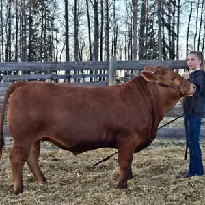 Ella McKay- Steer "Meatball" - Freedon Naples 4-H Club **NOTE: Bidding on this animal will be by DOLLAR VALUE PER POUND* Quantity is the weight in pou