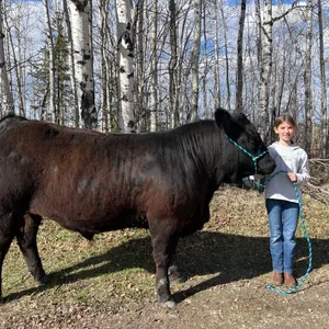 Kaylee DeJong- Steer "Ozzy" - Freedom Naples 4-H Club **NOTE: Bidding on this animal will be by DOLLAR VALUE PER POUND* Quantity is the weight in poun