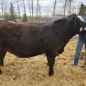 Landon Mackenzie- Steer "Marvin" - T&M 4-H Club **NOTE: Bidding on this animal will be by DOLLAR VALUE PER POUND* Quantity is the weight in pounds as 