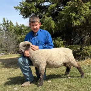 Gage Hanson- Lamb "Baaaaahhhtman" - T&M 4-H Club **NOTE: Bidding on this animal will be by DOLLAR VALUE PER POUND* Quantity is the weight in pounds as