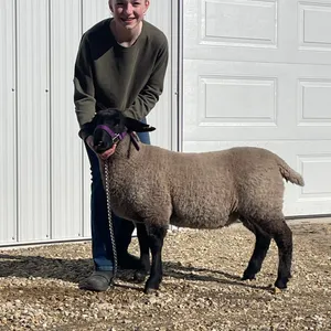 Morgan Wiart- Lamb "Oregano" - Naples 4-H Club **NOTE: Bidding on this animal will be by DOLLAR VALUE PER POUND* Quantity is the weight in pounds as o