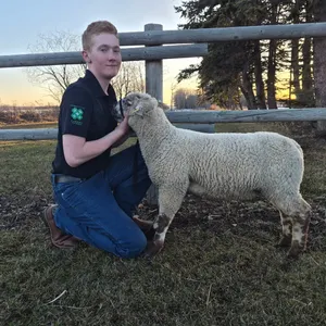 Riley Bowers- Lamb "Ferguson" - Sunniebend 4-H Club **NOTE: Bidding on this animal will be by DOLLAR VALUE PER POUND* Quantity is the weight in pounds