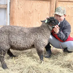 Michael Roska- Lamb "Skullcrusher" - T&M 4-H Club **NOTE: Bidding on this animal will be by DOLLAR VALUE PER POUND* Quantity is the weight in pounds a