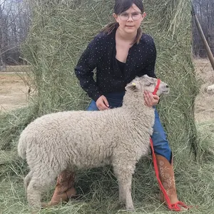 Eden Massa- Lamb "Freyr" - T&M 4-H Club **NOTE: Bidding on this animal will be by DOLLAR VALUE PER POUND* Quantity is the weight in pounds as of sale 
