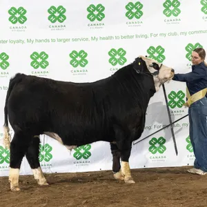 Bronwyn Zwicker- Steer "8 ball" - Meadowview 4-H Club **NOTE: Bidding on this animal will be by DOLLAR VALUE PER POUND* Quantity is the weight in poun