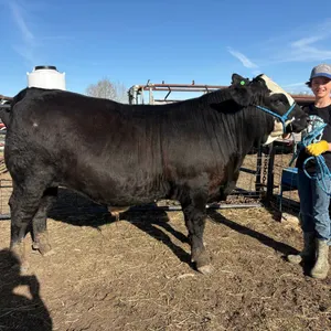 Kade Mahar- Steer "Fred" - Freedom Naples 4-H Club **NOTE: Bidding on this animal will be by DOLLAR VALUE PER POUND* Quantity is the weight in pounds 