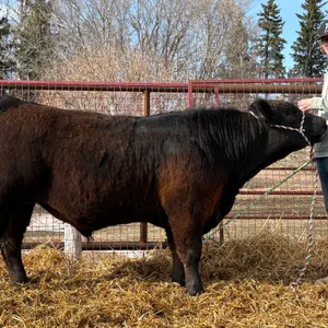 Nate Toronchuk- Steer "Shaq" - Freedom Naples 4-H Club **NOTE: Bidding on this animal will be by DOLLAR VALUE PER POUND* Quantity is the weight in pou