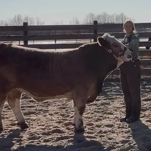 Kirsten Strydhorst- Steer "Coby" - Freedom Naples 4-H Club **NOTE: Bidding on this animal will be by DOLLAR VALUE PER POUND* Quantity is the weight in