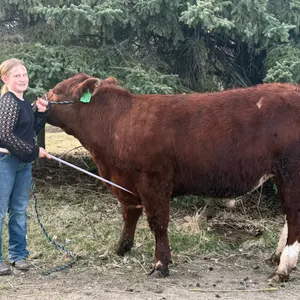 Kelsey Hansen- Steer "Boogie" - T&M 4-H Club **NOTE: Bidding on this animal will be by DOLLAR VALUE PER POUND* Quantity is the weight in pounds as of 
