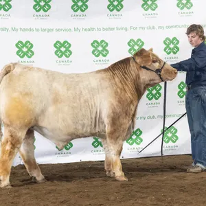Mason Zwicker- Steer "Rusty" - Meadowview 4-H Club **NOTE: Bidding on this animal will be by DOLLAR VALUE PER POUND* Quantity is the weight in pounds 