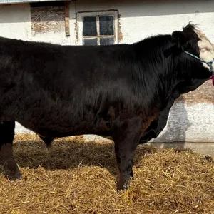 Everlea Toronchuk - Steer "Noodle" - Freedom Naples 4-H Club **NOTE: Bidding on this animal will be by DOLLAR VALUE PER POUND* Quantity is the weight 