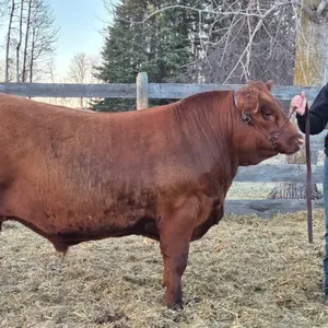 Wyatt McKay - Steer "Brisket" - Freedom Naples 4-H Club **NOTE: Bidding on this animal will be by DOLLAR VALUE PER POUND* Quantity is the weight in po