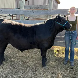 Natalie Dekker - Steer "McDreamy" - Freedom Naples 4-H Club **NOTE: Bidding on this animal will be by DOLLAR VALUE PER POUND* Quantity is the weight i