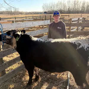 Carson Schole - Steer "Turbo" - Meadowview 4-H Club **NOTE: Bidding on this animal will be by DOLLAR VALUE PER POUND* Quantity is the weight in pounds