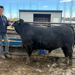 Max Mahar- Steer "Jack Daniel's" - Freedom Naples 4-H Club **NOTE: Bidding on this animal will be by DOLLAR VALUE PER POUND* Quantity is the weight in