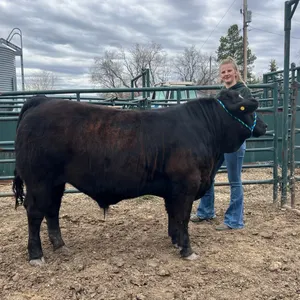 Pamela Properzi- Steer "Fella" - Freedom Naples 4-H Club **NOTE: Bidding on this animal will be by DOLLAR VALUE PER POUND* Quantity is the weight in p