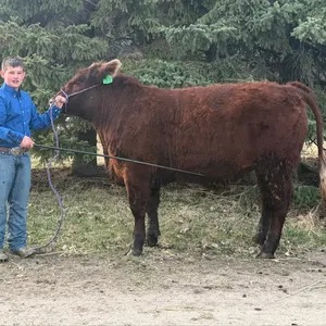 Gage Hansen- Steer "Bumble Bee" - T&M 4-H Club **NOTE: Bidding on this animal will be by DOLLAR VALUE PER POUND* Quantity is the weight in pounds as o