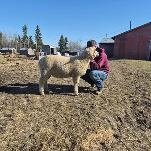Shelten Grabler- Lamb "Allen" - T&M 4-H Club **NOTE: Bidding on this animal will be by DOLLAR VALUE PER POUND* Quantity is the weight in pounds as of 