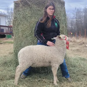 River Massa- Lamb "Mitsuri Konroji" - T&M 4-H Club **NOTE: Bidding on this animal will be by DOLLAR VALUE PER POUND* Quantity is the weight in pounds 