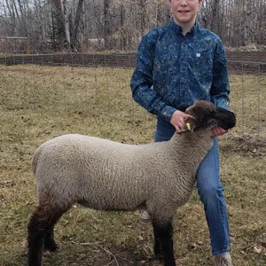 Landon Mackenzie- Lamb "Mozart" - T&M 4-H Club **NOTE: Bidding on this animal will be by DOLLAR VALUE PER POUND* Quantity is the weight in pounds as o