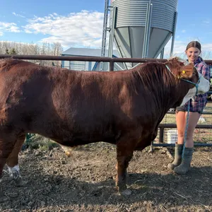 Katrina Mahar- Steer "Clyde" - Freedom Naples 4-H Club **NOTE: Bidding on this animal will be by DOLLAR VALUE PER POUND* Quantity is the weight in pou