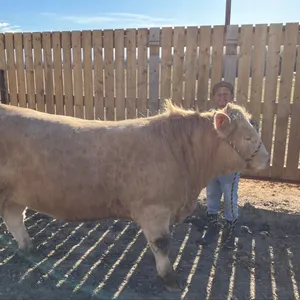 Nixon Warehime- Steer "The Hitman" - Freedom Naples 4-H Club **NOTE: Bidding on this animal will be by DOLLAR VALUE PER POUND* Quantity is the weight 