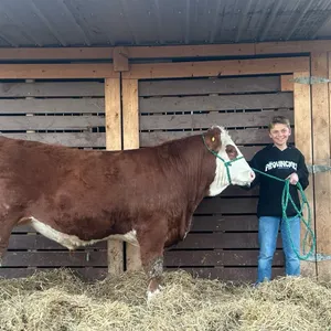 Devery Greilach - Steer "Goliath" - Freedom Naples 4-H Club **NOTE: Bidding on this animal will be by DOLLAR VALUE PER POUND* Quantity is the weight i
