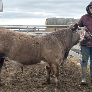 Mason Van Gelder- Steer "Theodore" - T&M 4-H Club **NOTE: Bidding on this animal will be by DOLLAR VALUE PER POUND* Quantity is the weight in pounds a