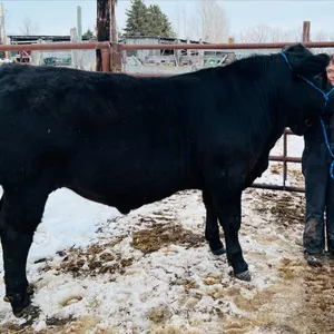 2026 Minitonas 4H Auction