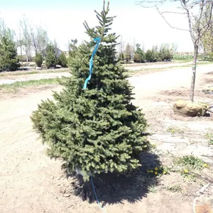 BLACK HILL SPRUCE 5'