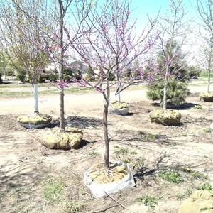 REDBUD MN STRAIN 2.5"