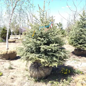 COLORADO BLUE SPRUCE 5'