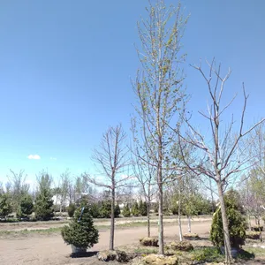 AUTUMN FORTES MAPLE 4"