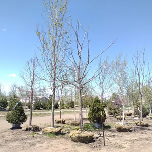 KENTUCKY COFFEETREE 4"