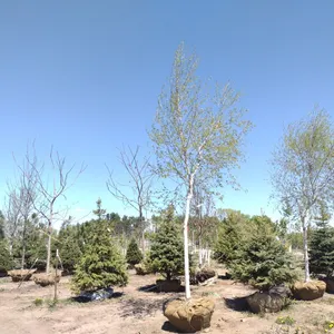 WHITE SPRUCE BIRCH 3"