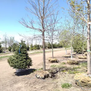 COMMON HACKBERRY 3.5"