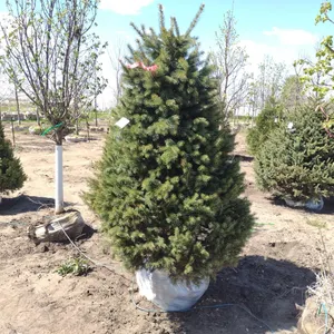 KAHNKE'S TREE FARM INVENTORY REDUCTION ONLINE ONLY AUCTION 2 OF 2 - BIDDING CLOSES THURSDAY MAY 28TH @ 2PM CT