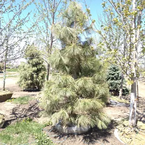 PONDEROSA PINE 10'