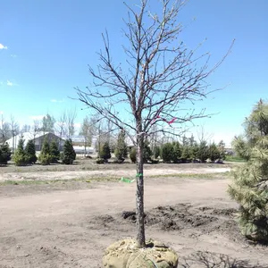 SWAMP WHITE OAK 3.5"