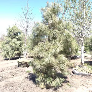 PONDEROSA PINE 9'