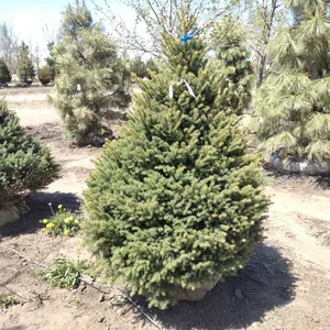 BLACK HILL SPRUCE 5"