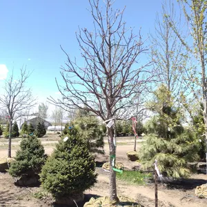 SWAMP WHITE OAK 3.5"