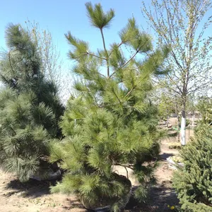 NORWAY RED PINE 9'