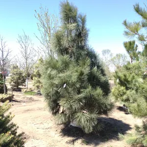 PONDCRESS PINE 10'