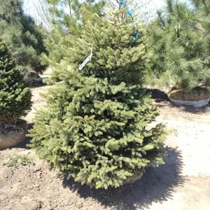 BLACK HILL SPRUCE 5'